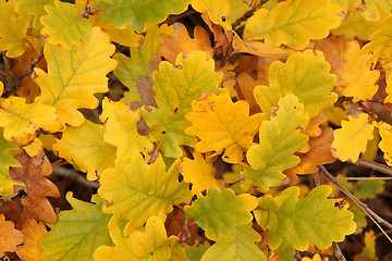 Image showing Autumn leaves background