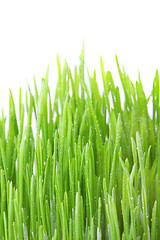 Image showing Dew covered grass