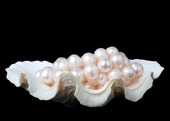 Image showing Pearl in shell