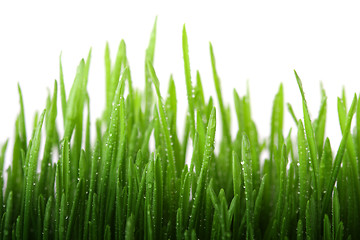 Image showing Wet grass