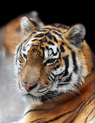 Image showing Siberian tiger