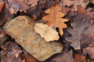 Image showing Autumn background