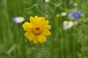 Image showing hay meadow