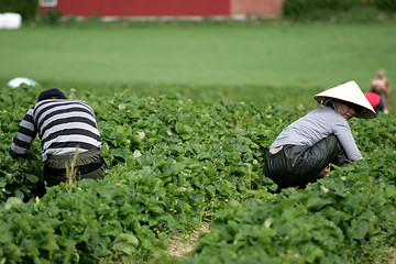 Image showing Berry pickers