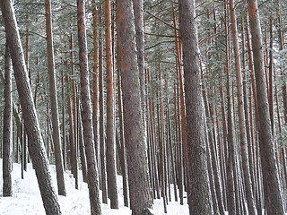 Image showing forest in winter