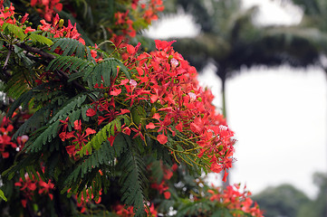 Image showing Gulmohar Flower