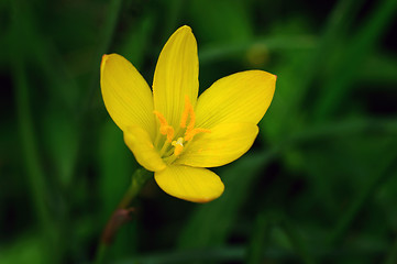 Image showing Rain Lily