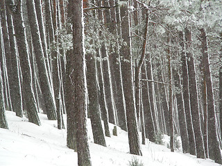 Image showing forest in winter