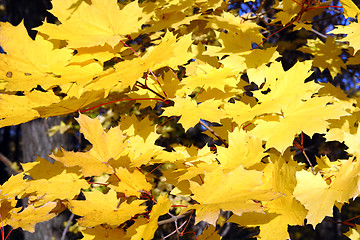 Image showing bright yellow maple leaves