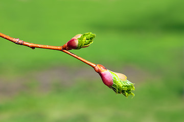 Image showing green buds macro