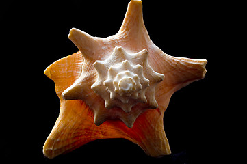 Image showing Helical Shell