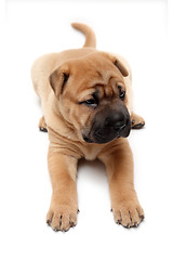 Image showing shar pei puppy