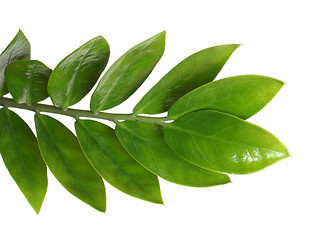 Image showing Zamioculcas branch