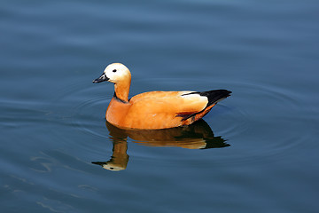 Image showing Mandarin duck