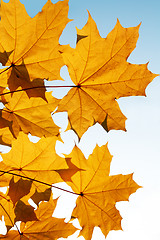 Image showing autumn mapple yellow leaves