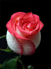 Image showing white with red border rose