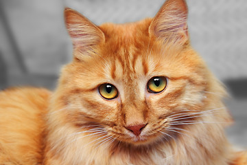 Image showing bobtail red cat