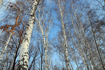 Image showing tops of bare birch trees