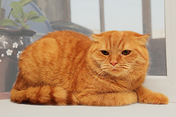 Image showing displeased scottish fold red cat