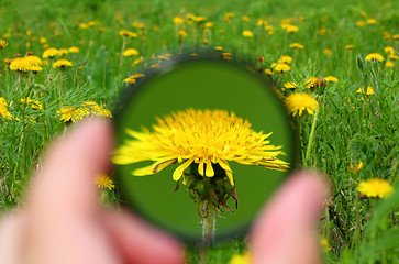 Image showing looking through magnifier on dandelion
