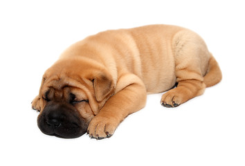 Image showing shar pei puppy dog sleeping