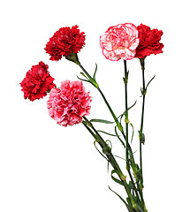 Image showing bouquet of carnation flowers