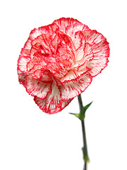 Image showing carnation flower bud