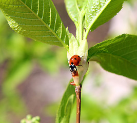 Image showing ladybug on twig