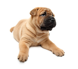 Image showing shar pei puppy