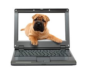 Image showing small laptop with puppy dog
