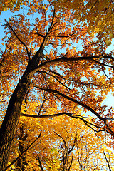 Image showing autumn tree in sunset light