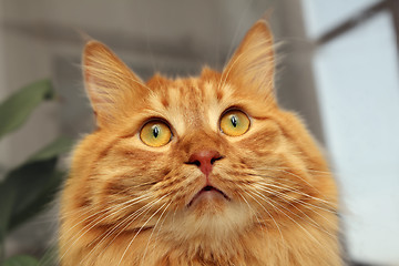 Image showing bobtail red cat looking up