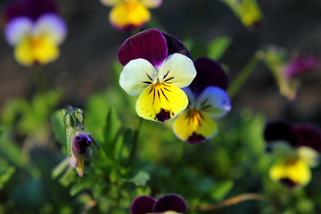 Image showing small pansy flowers