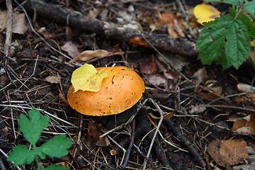 Image showing mushroom in forest