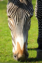 Image showing head of grazing zebra