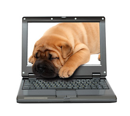 Image showing laptop with sleeping puppy dog