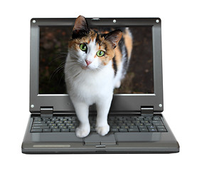 Image showing small laptop with cat