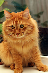 Image showing bobtail red cat on window