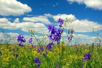 Image showing summer meadow flowers