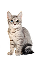 Image showing Cute blue eyed tabby kitten