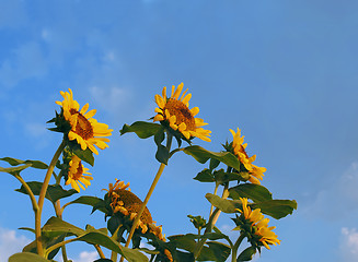 Image showing Sunflowers