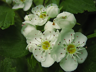 Image showing White Flower