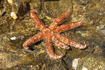 Image showing beautiful sea star on rock