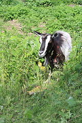 Image showing Goat