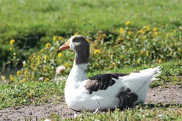 Image showing Goose on road