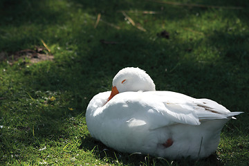 Image showing Goose sleeps