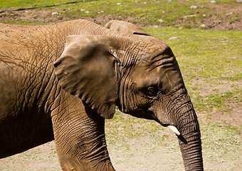 Image showing Elephant Profile