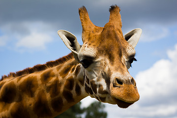 Image showing Giraffe Profile