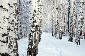 Image showing small path in winter birch wood