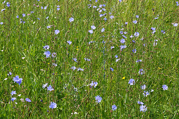 Image showing blue chicory flowers